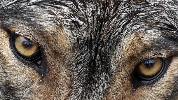 Jagd auf Problemwolf: Umweltministerium weist Vorwürfe der Jäger zurück Nach zahlreichen Nutztierrissen im Cuxland wurde nun eine Ausnahmegenehmigung für den Abschuss eines Wolfs erteilt.