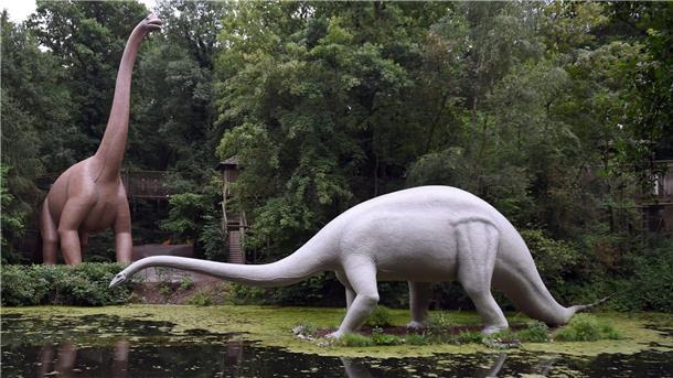 Dinosaurier entwickelten Riesenwuchs immer wieder Nachbildungen eines Brachiosaurus (l) und eines Diplodocus stehen im Saurierpark im sächsischen Kleinwelka.