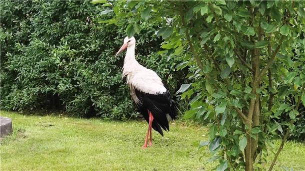 Storch landet im Swimmingpool: Cuxländerin rettet das Tier Nachdem der Storch aus dem Pool befreit wurde, trocknet er zuerst im Garten.