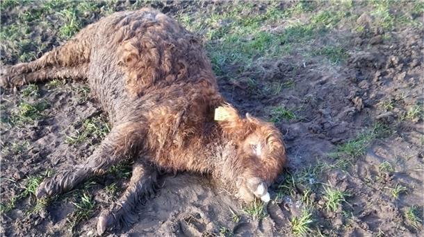 Ein totes Kalb