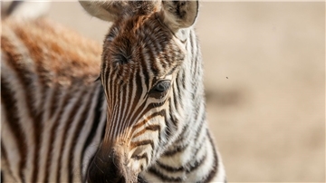 Nachwuchs im Tierpark Ströhen im Landkreis Diepholz - in der Nacht zum vergangenen Samstag kam ein Steppenzebra zur Welt. 
