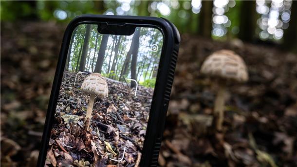 Mit einer Pflanzenbestimmungs-App wird ein Foto von einem Pilz gemacht.