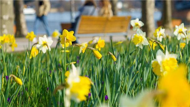 Frühlingshaftes Wochenende steht bevor Narzissen blühen am Rheinufer in Mainz.