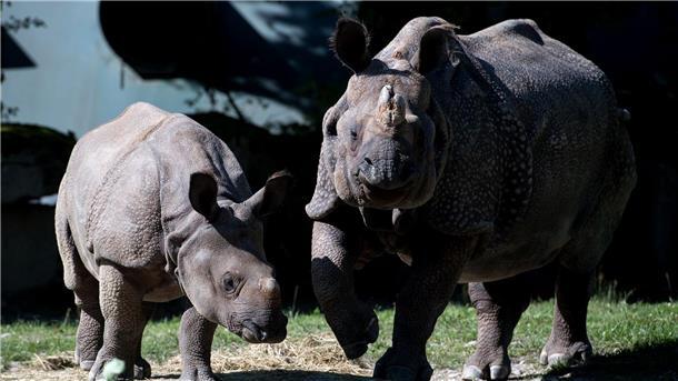 Tierpark Hellabrunn: Nashorn Rapti gestorben Nashorn-Mama Rapti (rechts) starb im Alter von 35 Jahren (Archivbild von 2016).