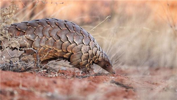 Auf den Spuren von Afrikas Pangolinen Natürliche Fressfeinde haben die Schuppentiere, die sich geschickt zusammenrollen können, wenige.