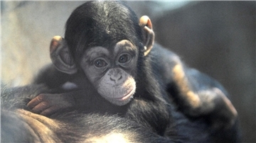 Erste Befunde: Eingeschläfertes Affenbaby aus dem Zoo am Meer war erkrankt Ndutu war der letzte Nachwuchs im Zoo am Meer. Ein Affenmädchen musste der Zoo einschläfern.