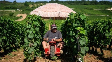 Neben Lieferdiensten und Bauarbeitern ist die Landwirtschaft besonders von Hitze betroffen. (Archivbild)