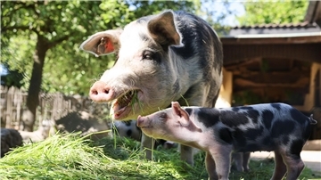 Neben seiner Mutter sieht das junge Ferkel noch ganz klein aus. 