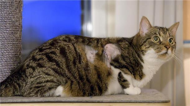 Katze Neelix