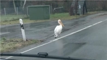 Nein, das ist kein Traum, das ist ein Pelikan. Der sitzt an einer Straße in Hammelwarder Außendeich bei Brake.