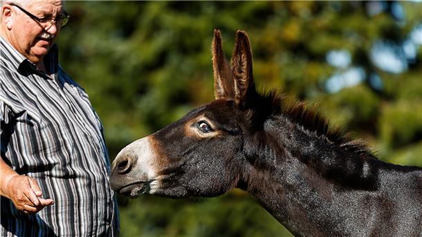 Ein Mann streckt seine Hand aus, auf die ein dunkelbrauner Esel schaut und seinen Kopf in die Richtung reckt.