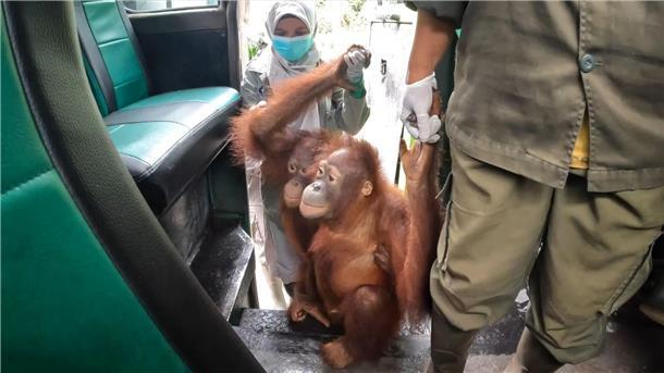 Neugierig kletterten die Orang-Utans in den Bus.