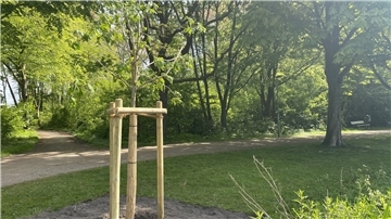 Mehrere Bäume in einem Park.