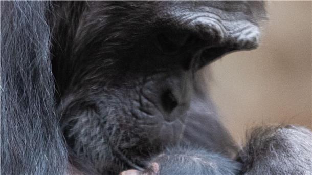 Nicht der aufrechte Gang führte ind er Evolution dazu, dass zu schweren 