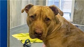 Nicht immer ist ein als gefährlich eingestufter Hund das wirkliche Problem, sondern der Halter. Nach einem schlimmen Zwischenfall in der Hafenstraße in Bremerhaven kam der attackierende Hund ins Tierheim. (Unser Symbolfoto zeigt einen American Staffordshire im Tierheim Passbrunn in Bayern.)