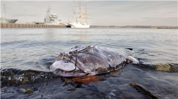 Nicht in seinem natürlichen Habitat: Ein toter Seeteufel liegt am Ufer in der Nähe des Segelschulschiffs „Gorch Fock“.