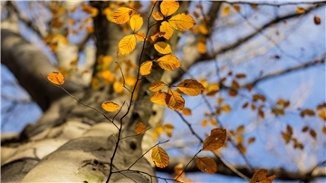 Baum mit Herbstlaub