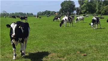 Viele Kühe auf einer Weide, im Hintergrund sind Bäume zu sehen.