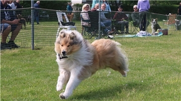 Ein Hund in vollem Sprint beim Jederhundrennen in Hoope