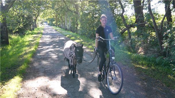 Eine Frau fährt auf einem Fahrrad daneben ein Shetlandpony.
