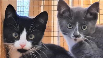 Katzen