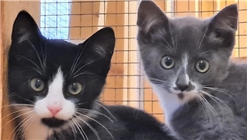 Katzen