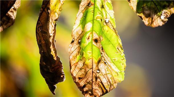 Kleines Insekt, großer Hunger: Miniermotte schadet Kastanien Noch ist der Herbst fern - und doch werfen viele Kastanien schon braune Blätter ab. Schuld ist eine kleine Larve.