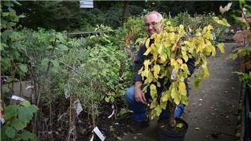 Michael Meyer, Maulbeerbaum