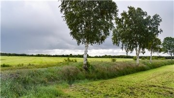 Bäume, Wiesen und dunkle Wolken