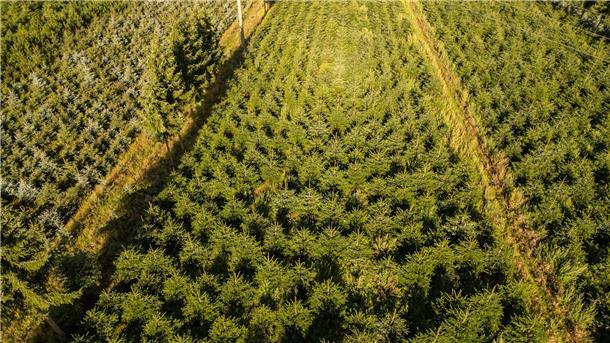 Nordmanntannen wachsen in einer Plantage in Sachsen zu Weihnachtsbäumen heran.