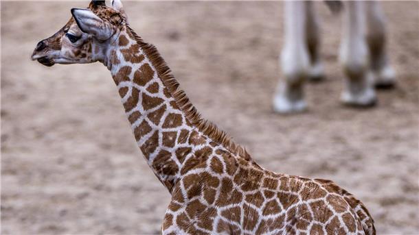 Nun ist das Giraffen-Baby auch für Besucher des Schweriner Zoos zu sehen.