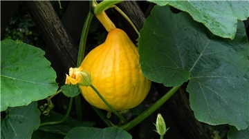 Nur die weiblichen Blüten der Kürbispflanzen bilden bis Herbst solche Früchte.