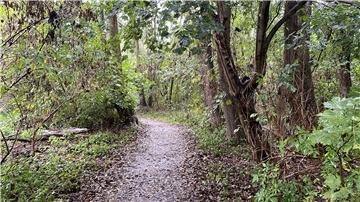 Strandwald in Nordenham