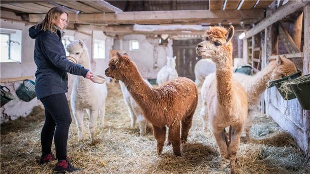 Auf der linken Seite steht eine Frau in dunklen Klamotten. Sie füttert im Stall Alpakas.