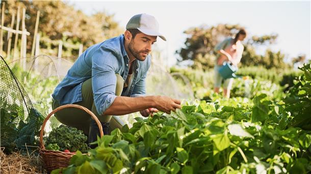 Günstig und unvergesslich: Die besten Spartipps für clevere Reisende Ein Mann und eine Frau bei der Ernte in einem Salatbeet.