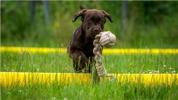 Ob frech, süß oder besonders charmant – zeigen Sie uns Ihren Hund und feiern Sie mit uns den Welthundetag!
