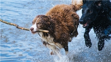 Ob im Wasser oder an Land – hier finden Sie die besten Auslaufplätze für Hunde in Bremerhaven, dem Cuxland und der Wesermarsch.