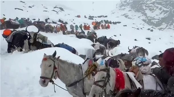 Behörden: Alle Wanderer am Mount Everest gerettet Ochsen und Pferde wurden bei der Suche nach den Wanderern eingesetzt.