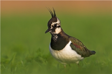 Ohne Fallenjagd gegen Füchse und andere Prädatoren lassen sich aus Sicht der Jäger Kiebitze und andere Wiesenvogelarten nicht schützen.