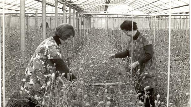 Betrieb im Gewächshaus: Schnittblumen in Nordenham produziert Ohne Kittelschürze gingen diese beiden Frauen im Gewächshaus nicht an die Arbeit.