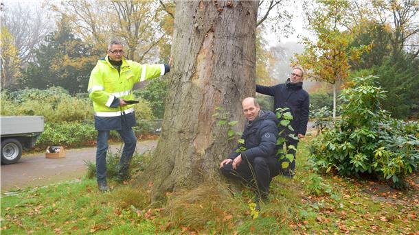 Olaf Kranz (links), Kester Kirchwehm (Mitte) und Thomas Reinicke vom Gartenbauamt inspizieren den Zustand einer Baumruine.