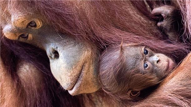 Orang-Utans schützen – vom Frühstück bis zur Fernreise Orang-Utans sind faszinierend und einzigartig - und leben nur auf den Inseln Sumatra und Borneo. (Archivbild)