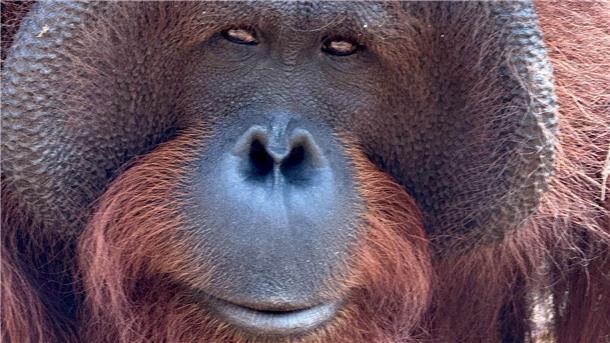 Orang-Utans schützen – vom Frühstück bis zur Fernreise Orang-Utans teilen 97 Prozent ihres Erbguts mit den Menschen und sind sehr intelligent. (Archivbild)