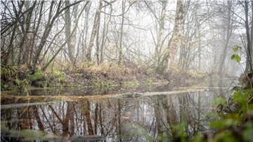 Osterholz-Scharmbeck: Bäume im Ahrensfelder Moor spiegeln sich in einem Graben.
