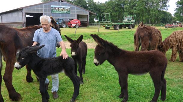 Flauschige Esel-Fohlen in Ovelgönne: Junge Hüpfer mischen Pferde-Altersheim auf Bild von Pferdeoase-Besitzer Bernhard Kutz inmitten seiner Eselherde.
