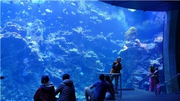 Philippinisches Korallenriff in einem Becken im Steinhart Aquarium in San Francisco.