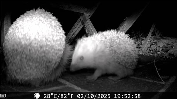 Nordenham: Wildtierkamera filmt Igel samt Gast