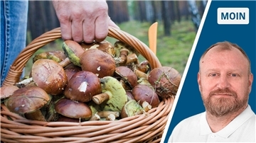 Pilze sammeln ist eine feine Sache. Doch NZ-Redakteur kennt sich damit nicht aus. 
