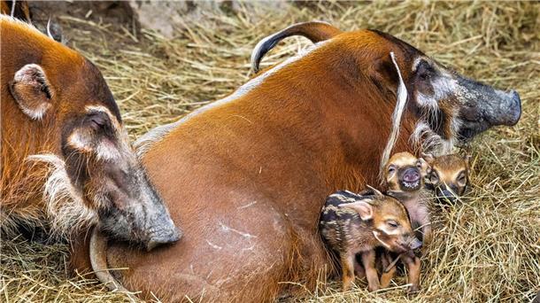 Pinselohrschwein-Eltern kümmern sich gemeinsam um ihren Nachwuchs.