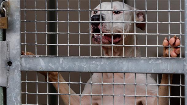 Pitbull-Terrier zählen zu Listenhunden, die man umgangssprachlich als Kampfhunde bezeichnet.